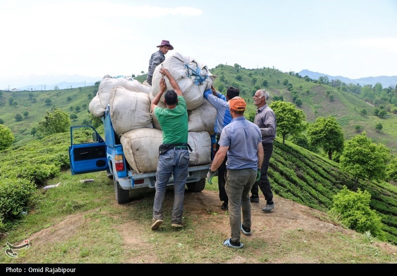 برداشت چای بهاره باغات املش - گیلان