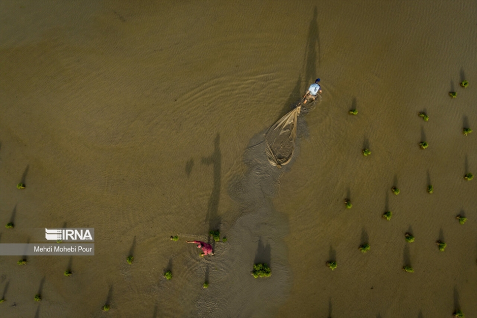 فصل نشا برنج