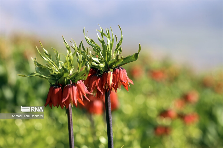 دشت لاله‌های واژگون کوهرنگ