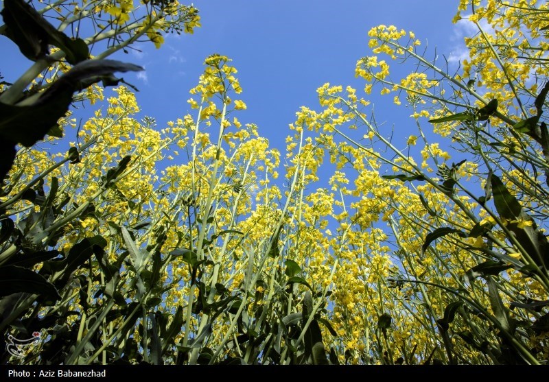 کشت کلزا در شهرستان سلسله - لرستان