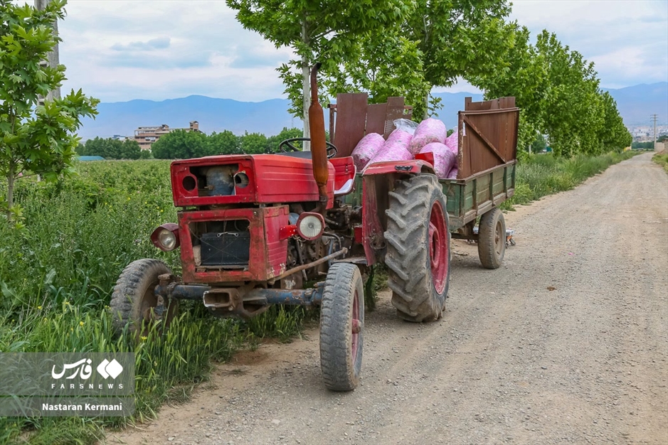 برداشت گل سرخ در البرز