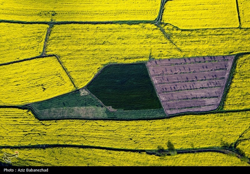 کشت کلزا در شهرستان سلسله - لرستان