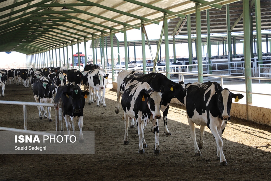 دامپروری در تبریز