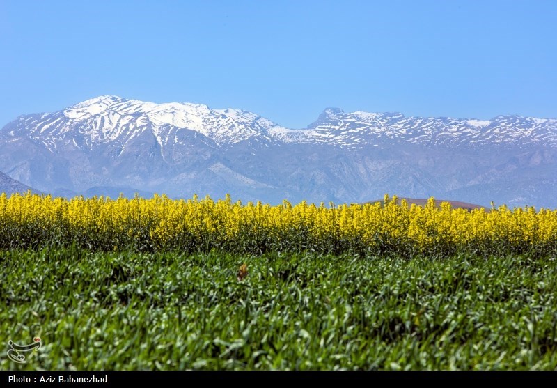 کشت کلزا در شهرستان سلسله - لرستان