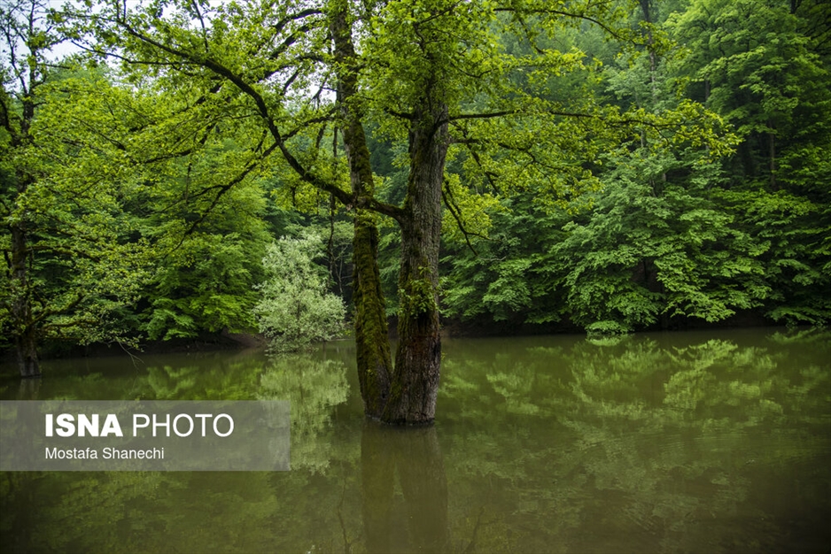 طبیعت بهاری دریاچه میانشه ساری - استان مازندران
