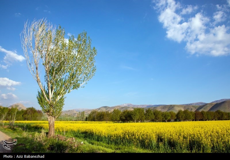 کشت کلزا در شهرستان سلسله - لرستان