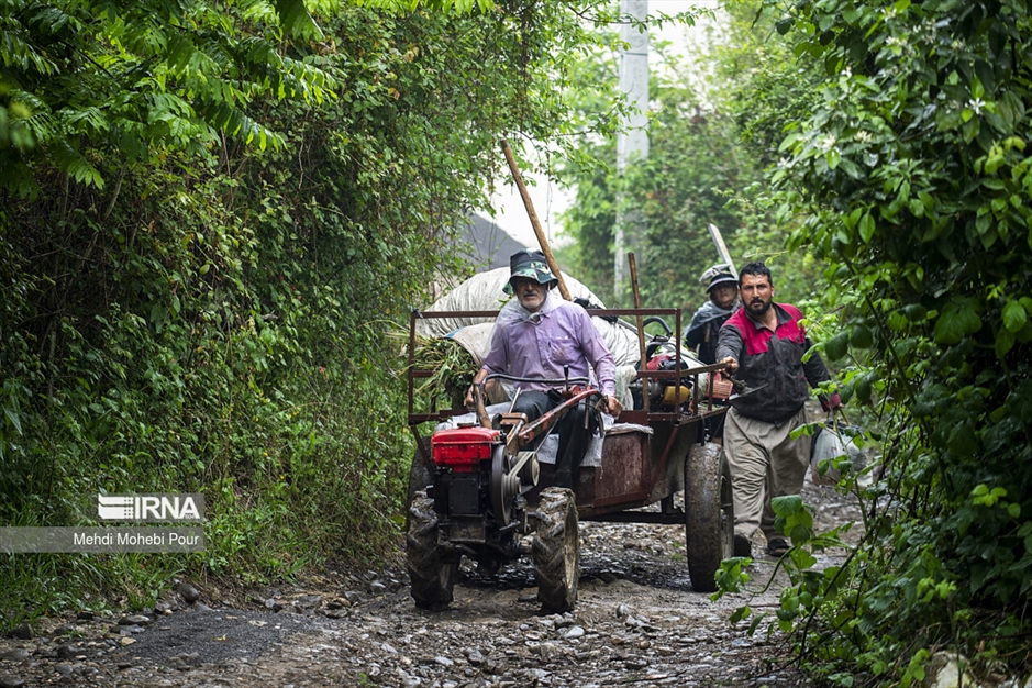 فصل نشا برنج