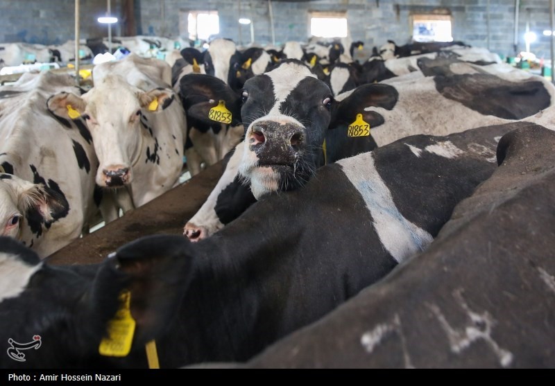  تحقق تامین امنیت غذایی با اتکا بر تولیدات داخلی 