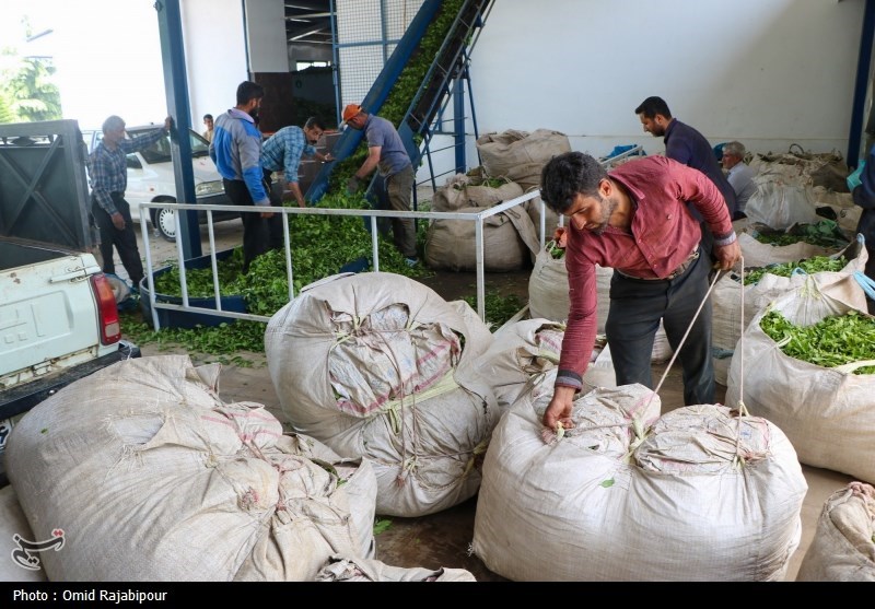 برداشت چای بهاره باغات املش - گیلان