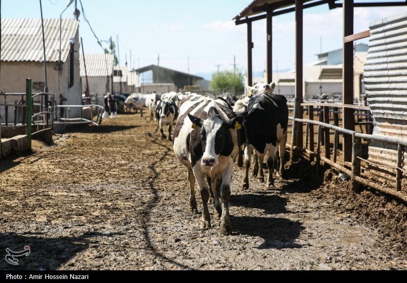  تحقق تامین امنیت غذایی با اتکا بر تولیدات داخلی 