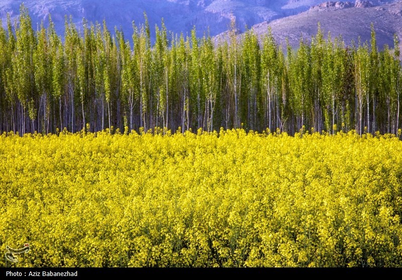 کشت کلزا در شهرستان سلسله - لرستان