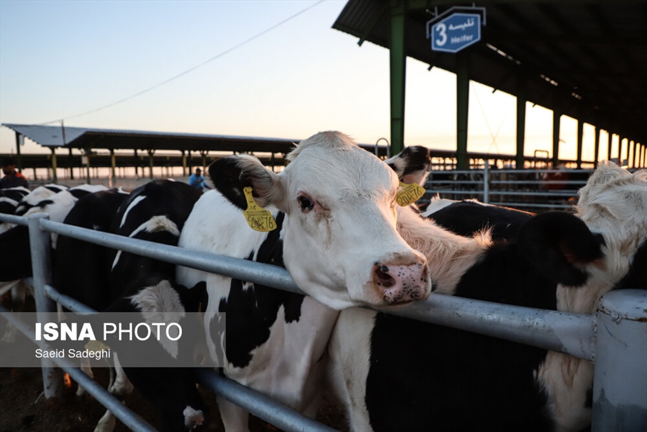 دامپروری در تبریز