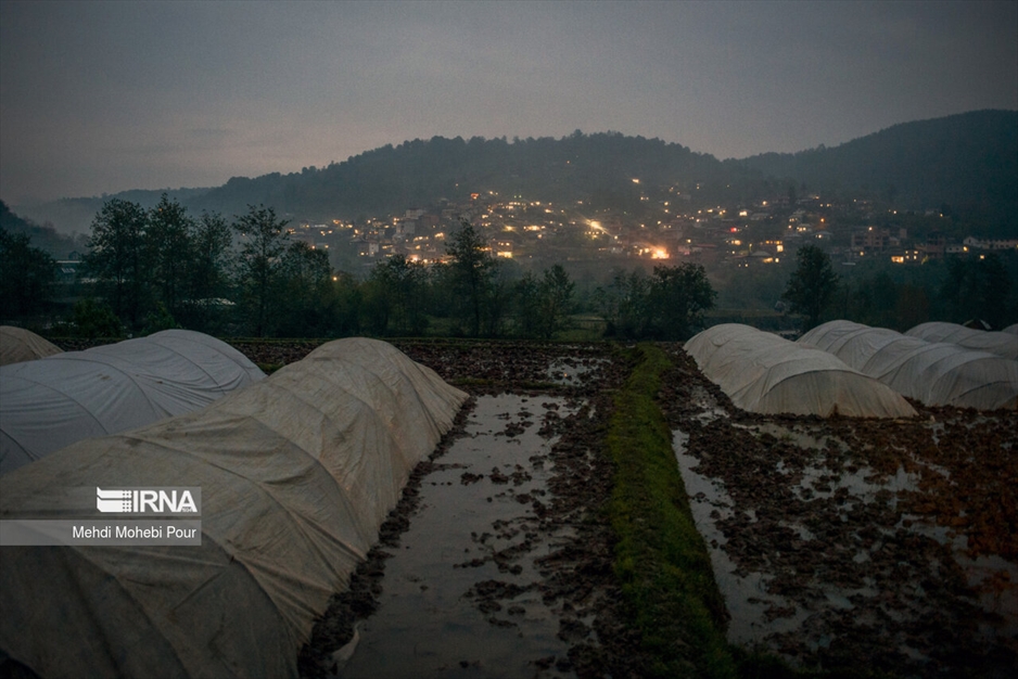 فصل نشا برنج