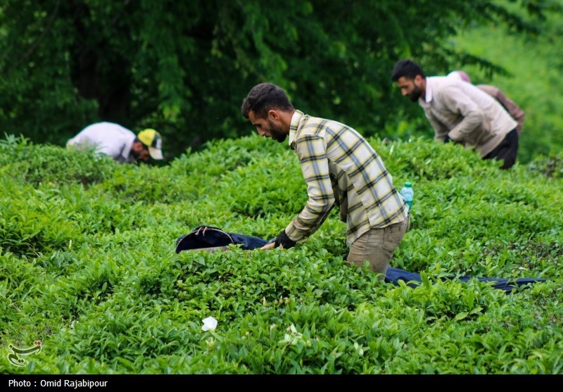 برداشت چای بهاره باغات املش - گیلان