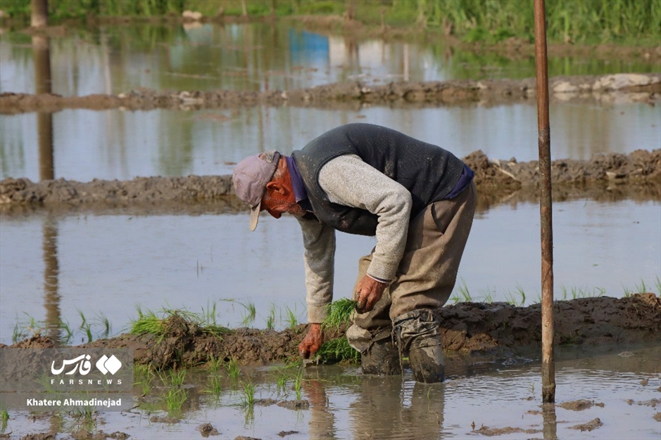 آغاز برنج‌کاری در گیلان