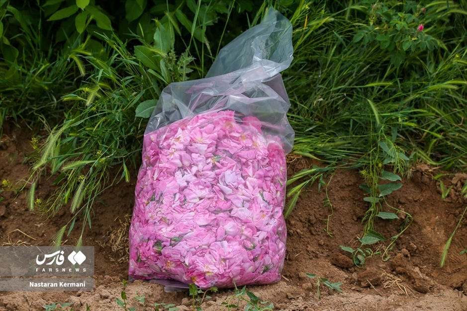 برداشت گل سرخ در البرز