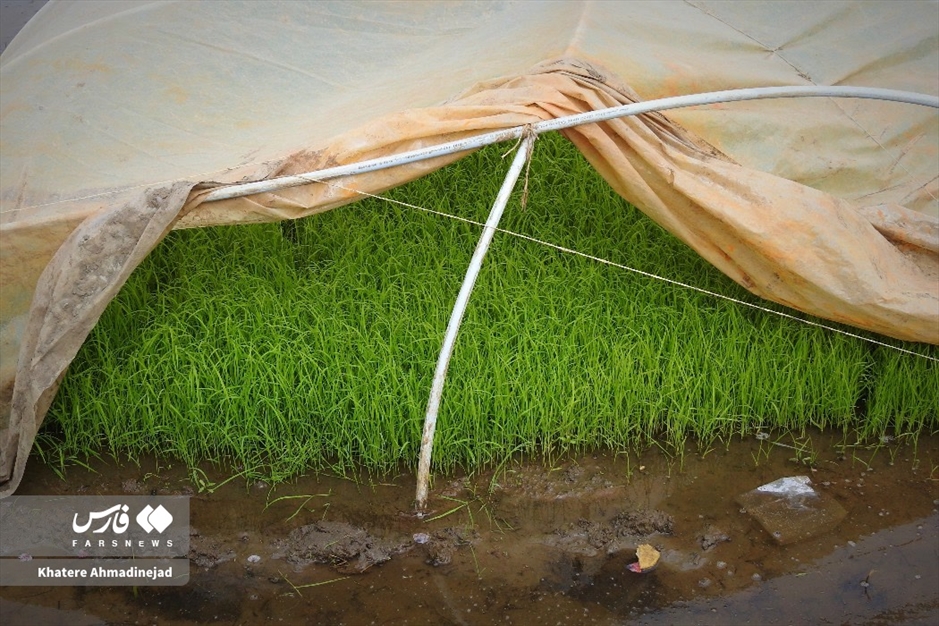 آغاز برنج‌کاری در گیلان