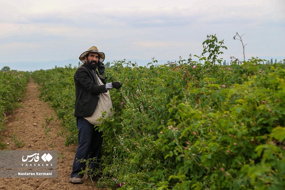 برداشت گل سرخ در البرز