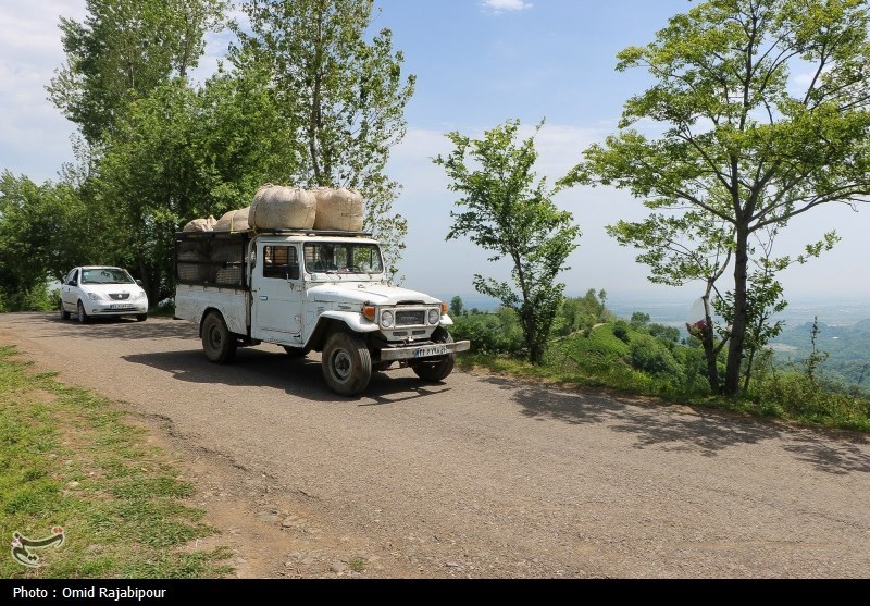 برداشت چای بهاره باغات املش - گیلان