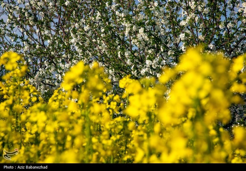 کشت کلزا در شهرستان سلسله - لرستان