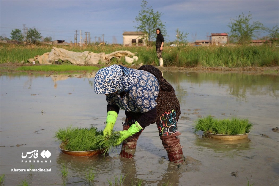 آغاز برنج‌کاری در گیلان