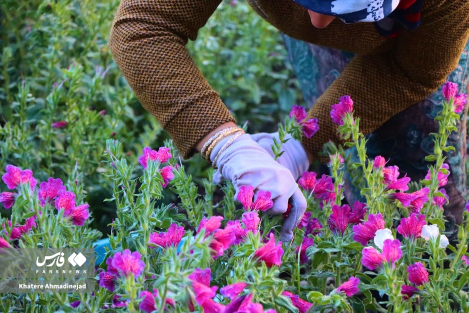 برداشت گل گاوزبان در گیلان