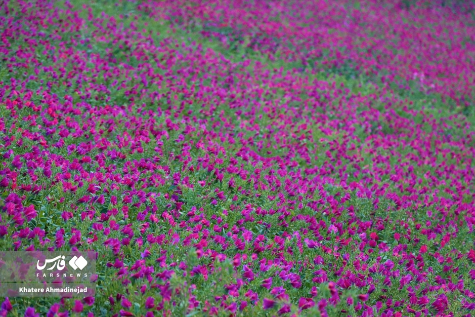 برداشت گل گاوزبان در گیلان