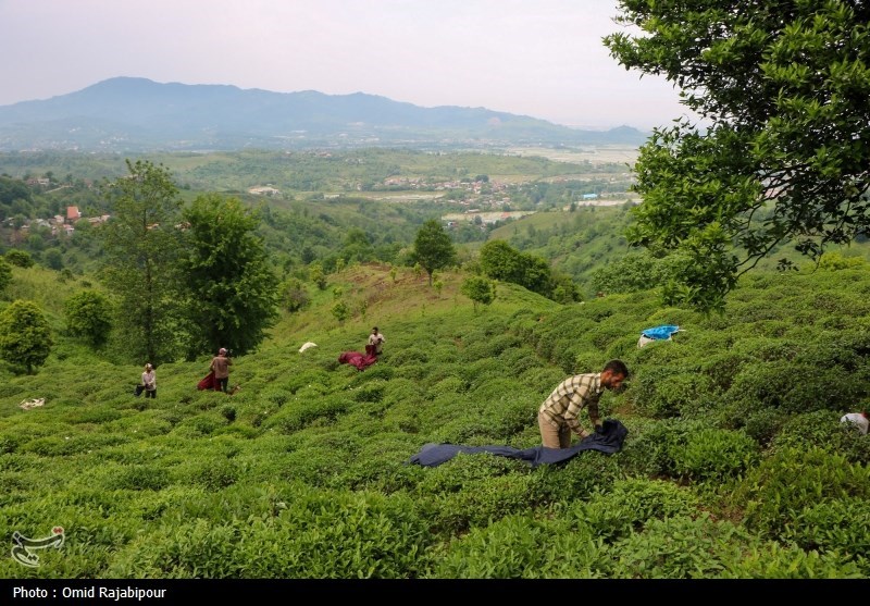برداشت چای بهاره باغات املش - گیلان