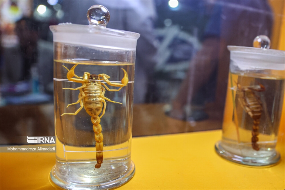 دومین روز نمایشگاه توانمندی‌های صادراتی؛ ایران اکسپو