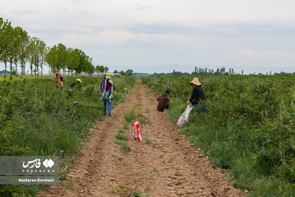 برداشت گل سرخ در البرز