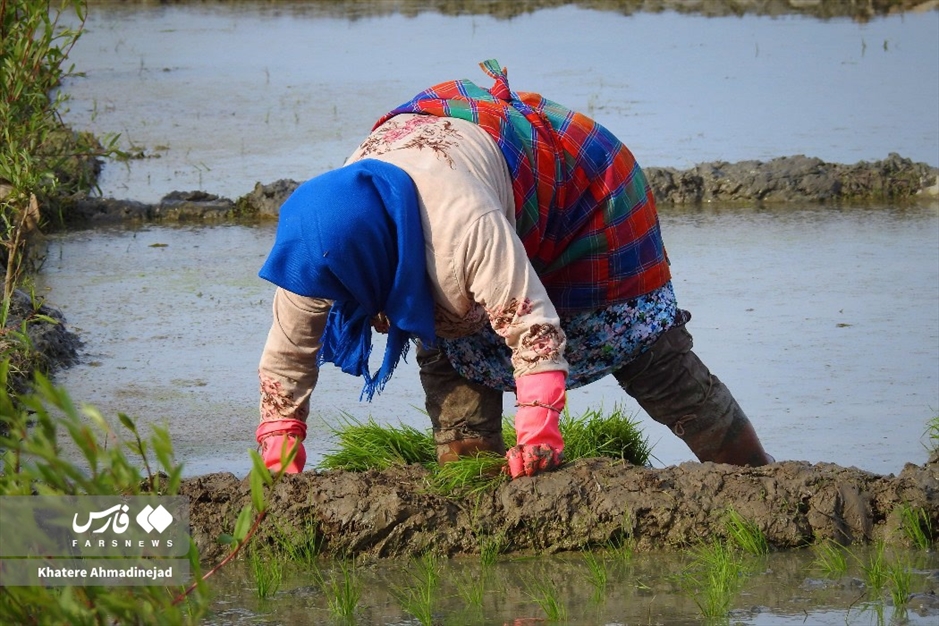 آغاز برنج‌کاری در گیلان