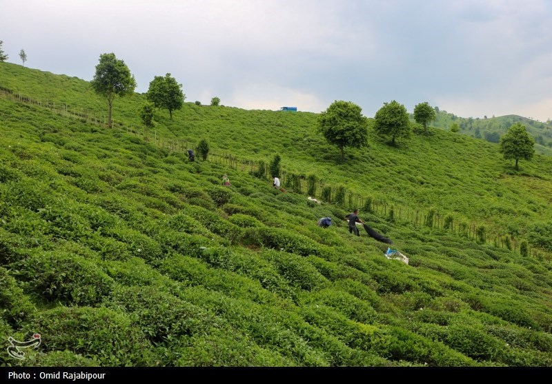 برداشت چای بهاره باغات املش - گیلان