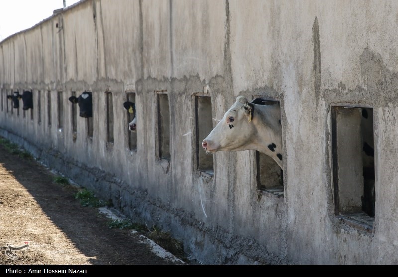  تحقق تامین امنیت غذایی با اتکا بر تولیدات داخلی 
