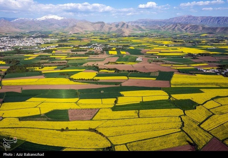 کشت کلزا در شهرستان سلسله - لرستان