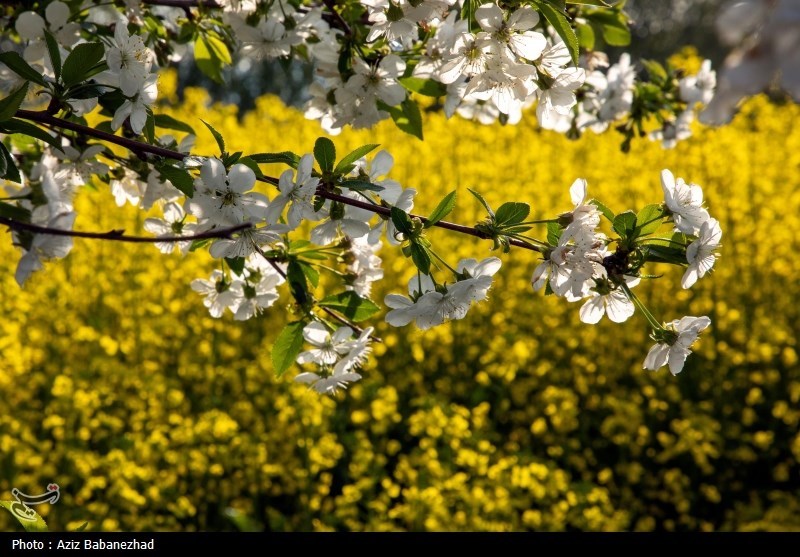 کشت کلزا در شهرستان سلسله - لرستان