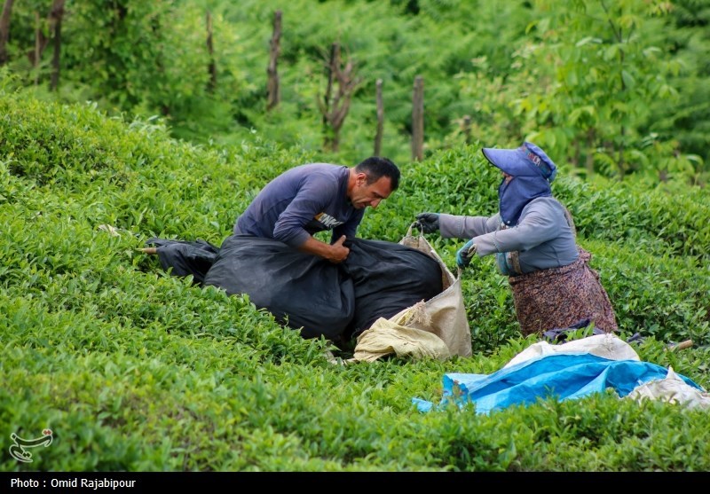 برداشت چای بهاره باغات املش - گیلان