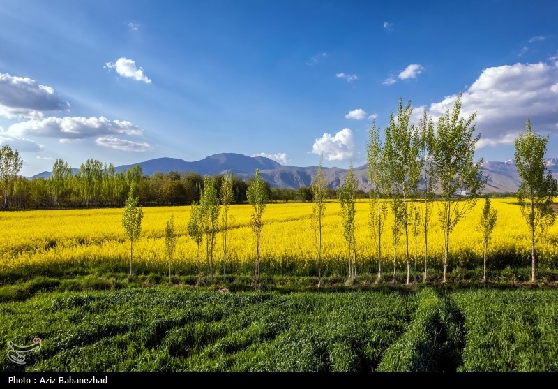 کشت کلزا در شهرستان سلسله - لرستان