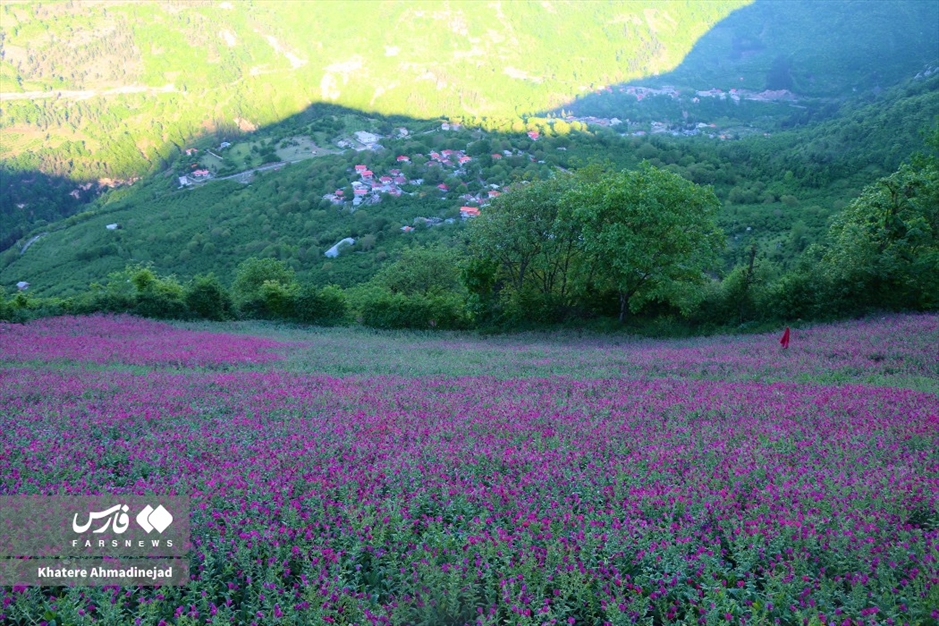 برداشت گل گاوزبان در گیلان