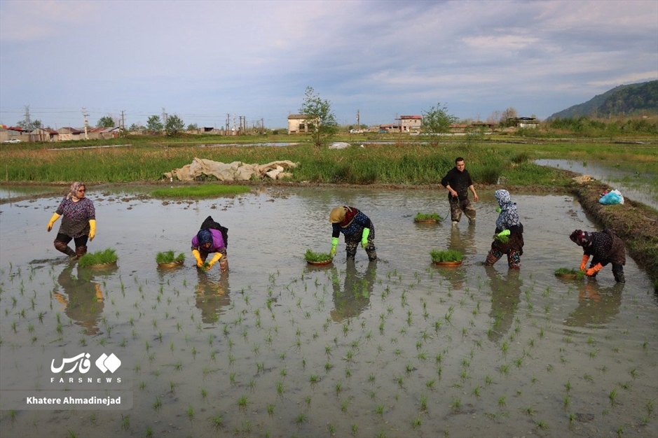 آغاز برنج‌کاری در گیلان