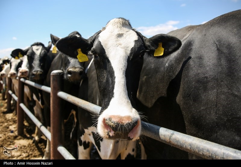  تحقق تامین امنیت غذایی با اتکا بر تولیدات داخلی 