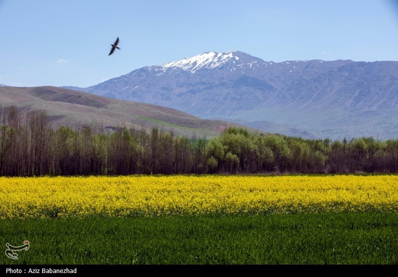 کشت کلزا در شهرستان سلسله - لرستان