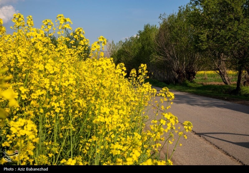 کشت کلزا در شهرستان سلسله - لرستان
