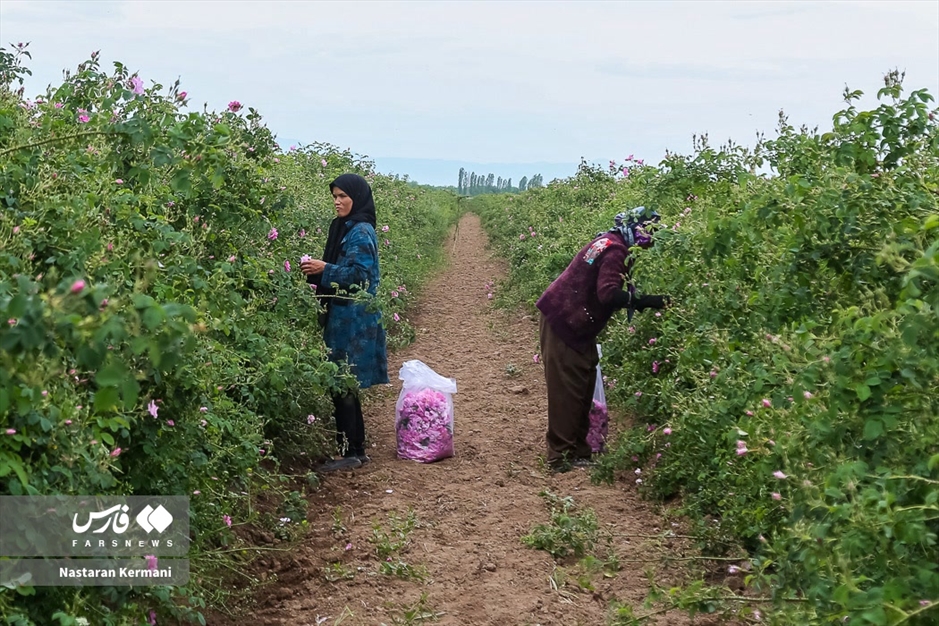 برداشت گل سرخ در البرز