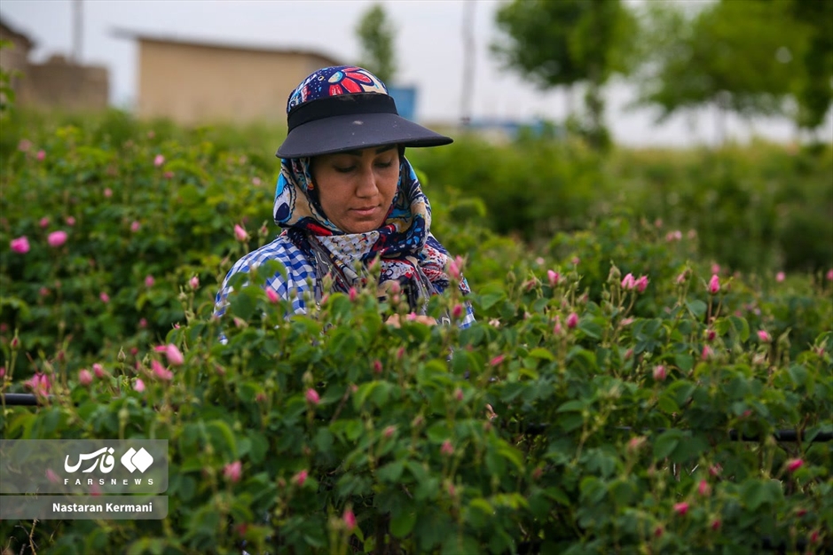 برداشت گل سرخ در البرز