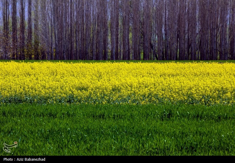 کشت کلزا در شهرستان سلسله - لرستان
