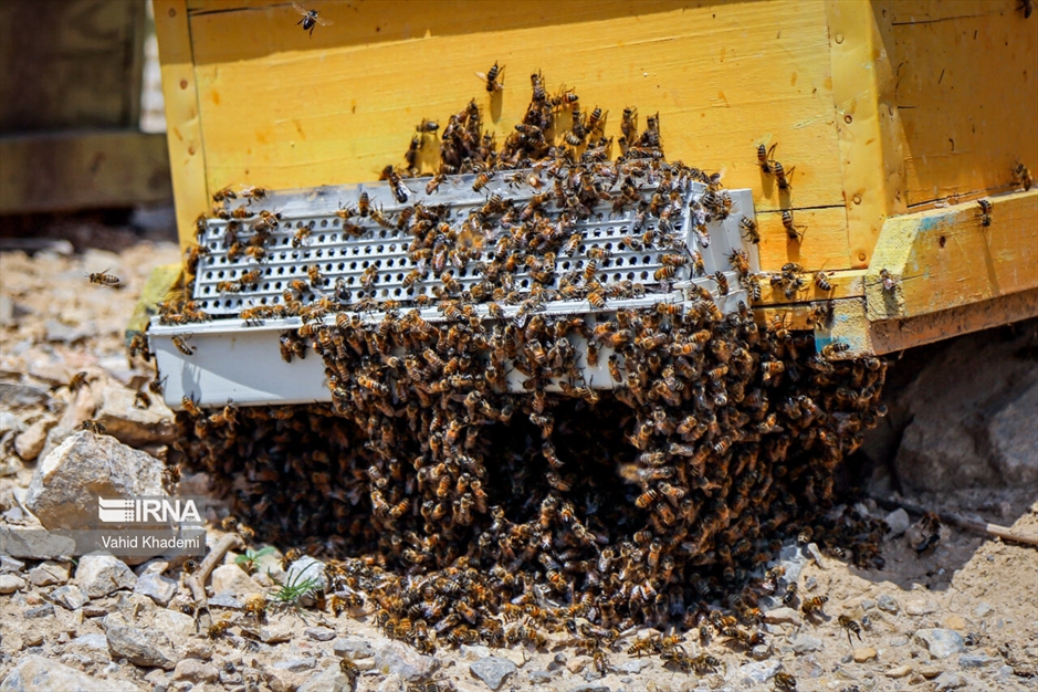 پرورش زنبور عسل