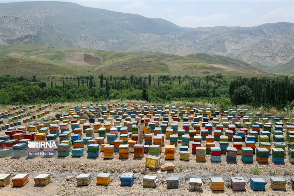 پرورش زنبور عسل