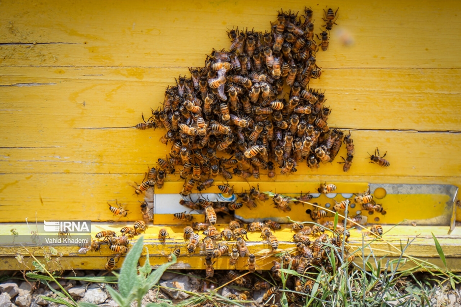 پرورش زنبور عسل