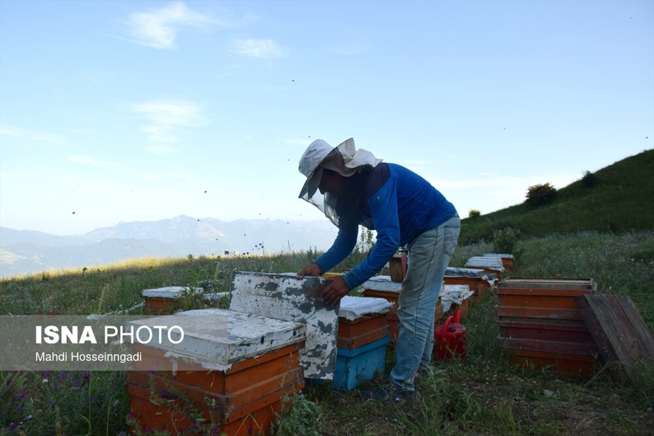 زنبورستان های آستارا