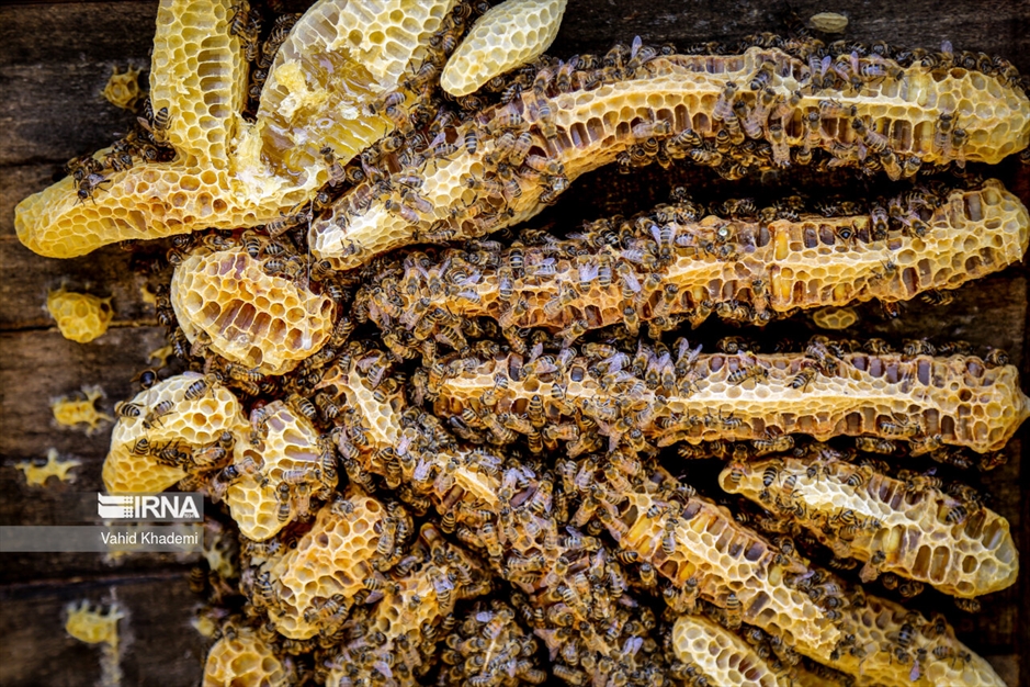 پرورش زنبور عسل